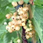 Gadelier 'White Pearl' - Ribes 'White Pearl'